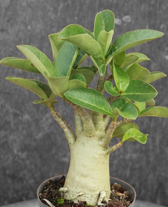 Adenium Arabicum Black Giant - Korat Series (BG-KR) 5 Pieces Seeds