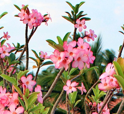 Adenium Arabicum Black Giant - Korat Series (BG-KR) 5 Pieces Seeds