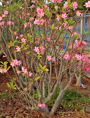 Adenium Arabicum Black Giant - Korat Series (BG-KR) 5 Pieces Seeds