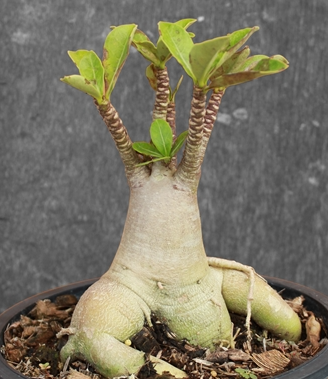 Adenium Arabicum Luang Por Dho (LPD) 5 Pieces Seeds
