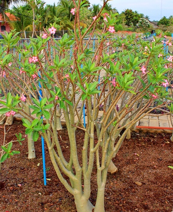 Adenium Arabicum Luang Por Dho (LPD) 5 Pieces Seeds
