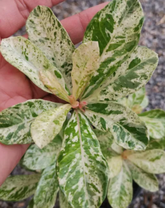 Adenium obesum Daun Variegated Siam 5 Pieces Seeds