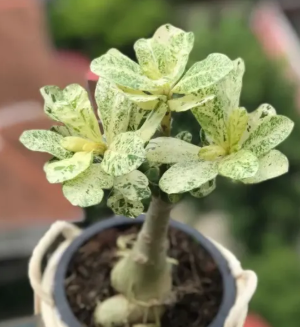 Adenium obesum Daun Variegated Siam 5 Pieces Seeds
