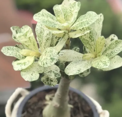 Adenium obesum Daun Variegated Siam 5 Pieces Seeds