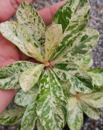 Adenium obesum Daun Variegated Siam 5 Pieces Seeds