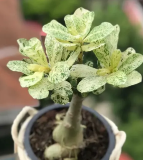 Adenium obesum Daun Variegated Siam 5 Pieces Seeds