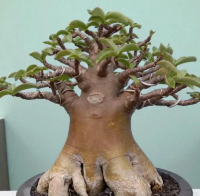 Adenium Thai Soco "Golden" 5 Pieces Seeds