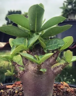 Adenium "Black Soco"  5 Pieces Seeds