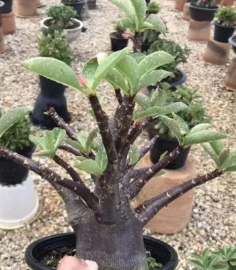 Adenium "Black Soco"  5 Pieces Seeds