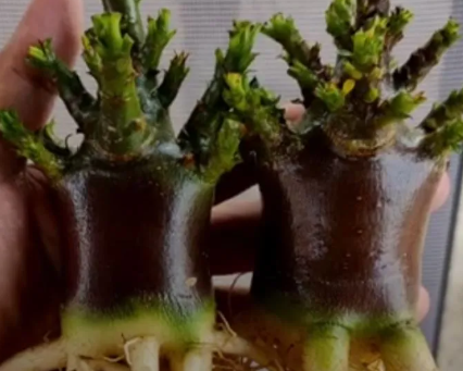 Adenium "Black Soco"  5 Pieces Seeds
