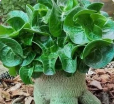Adenium Lion Leaf Emerald Green 6 Pieces Seeds