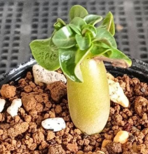 Adenium Lion Leaf Emerald Green 6 Pieces Seeds