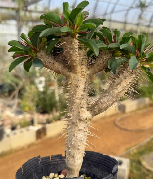 Euphorbia guillauminiana 7 Pieces Seeds