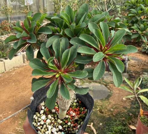 Euphorbia guillauminiana 7 Pieces Seeds