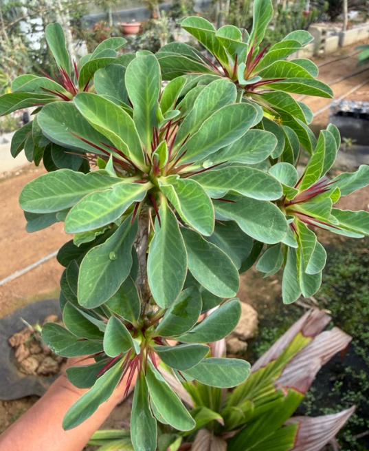 Euphorbia guillauminiana 7 Pieces Seeds