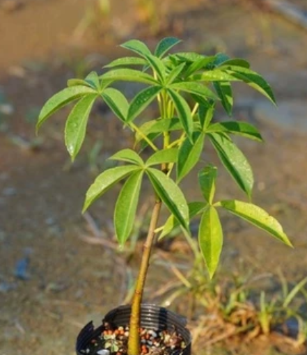 Adansonia gregorii 10 Pieces Seeds