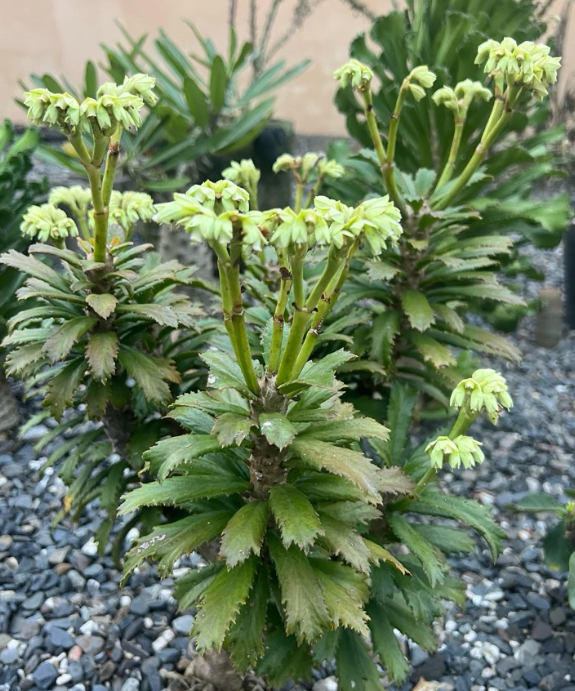 Euphorbia torrei 10 Pieces Seeds