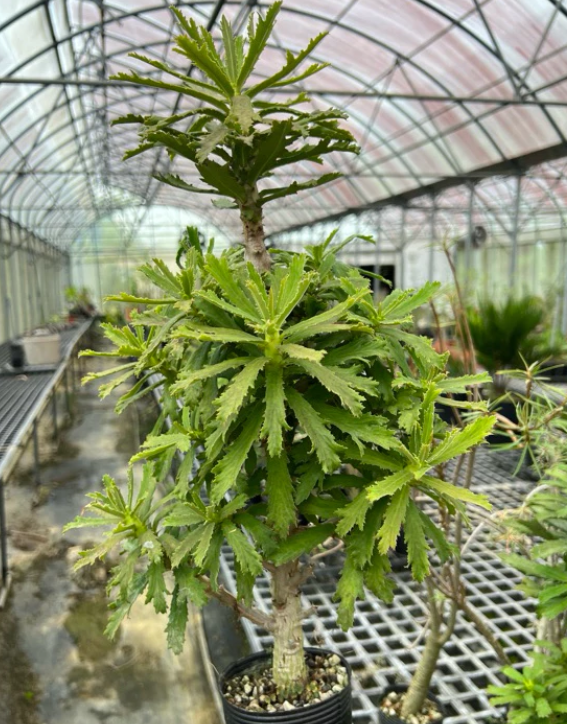 Euphorbia torrei 10 Pieces Seeds