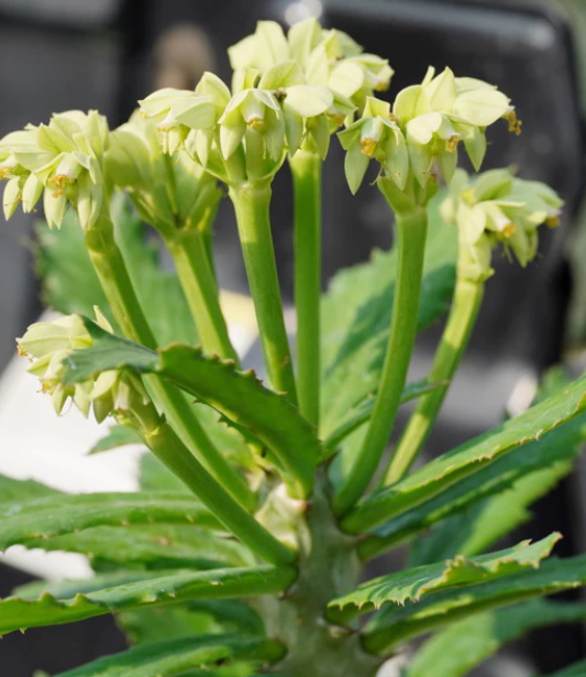 Euphorbia torrei 10 Pieces Seeds