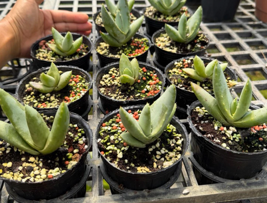 Aloe asperifolia 15 Pieces Seeds