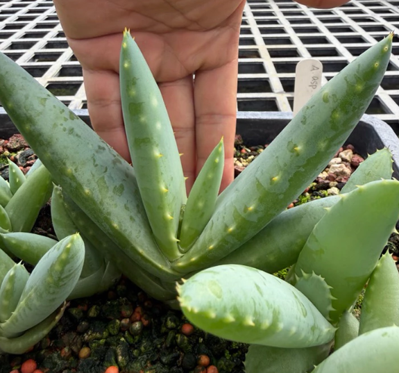 Aloe asperifolia 15 Pieces Seeds