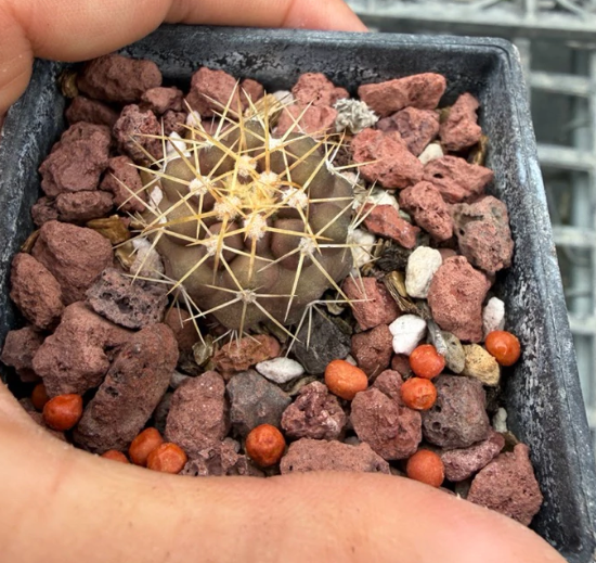 Copiapoa eremophila 10 Pieces Seeds