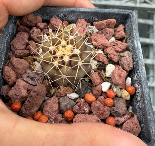 Copiapoa eremophila 10 Pieces Seeds