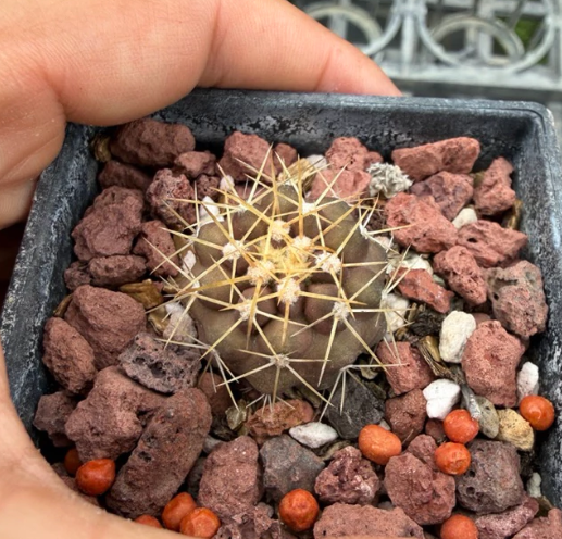 Copiapoa eremophila 10 Pieces Seeds