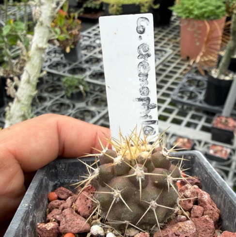 Copiapoa eremophila 10 Pieces Seeds