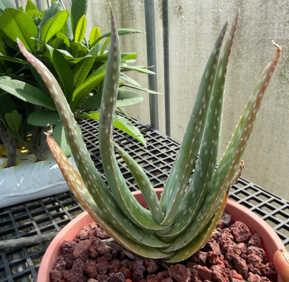 Aloe miskatana 15 Pieces Seeds