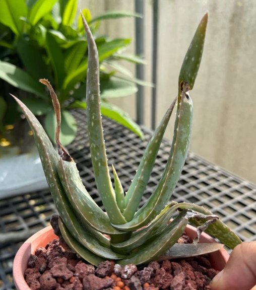Aloe miskatana 15 Pieces Seeds