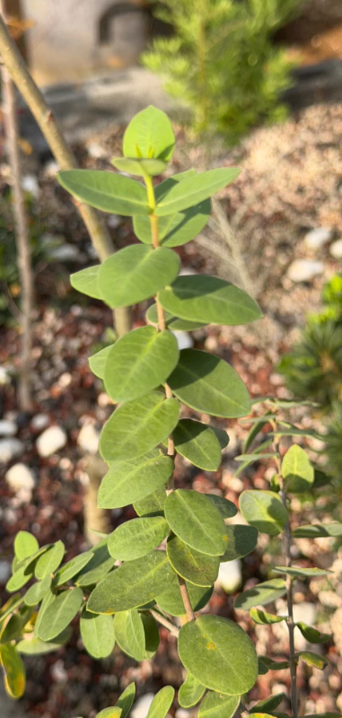 Cryptolepis socotana 5 Pieces Seeds