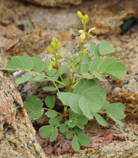 Senna holosericea 10 Pieces Seeds