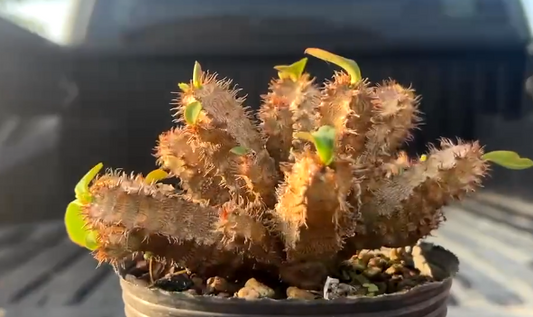 Euphorbia aureoviridiflora 5 Pieces Seeds