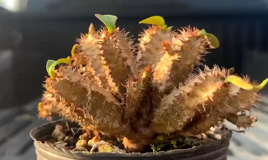 Euphorbia aureoviridiflora 5 Pieces Seeds
