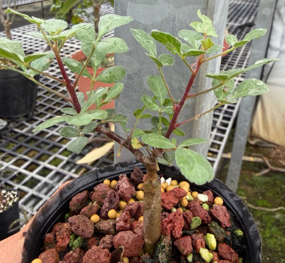 Commiphora sp. Eyl Somalia PLANT