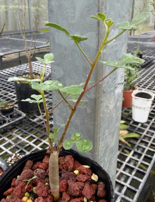 Commiphora sp. Eyl Somalia PLANT