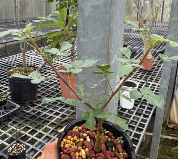 Commiphora sp. Eyl Somalia PLANT