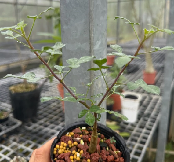 Commiphora sp. Eyl Somalia PLANT