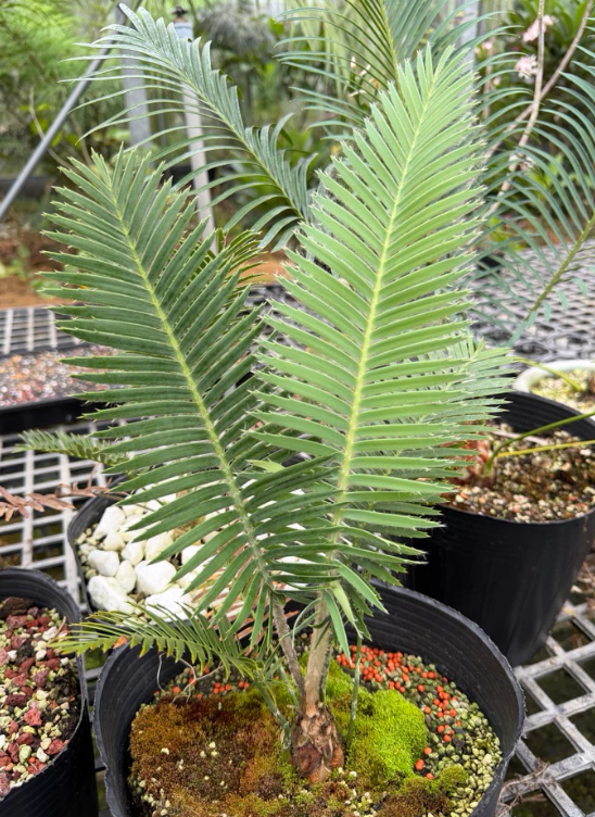 Dioon merolae 2 Pieces Seeds
