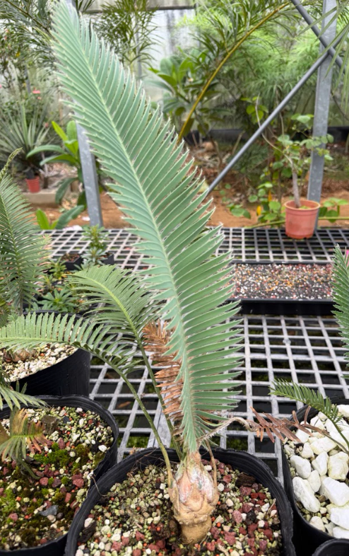 Dioon merolae 2 Pieces Seeds