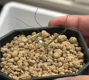 Drimia multifolia 10 Pieces Seeds