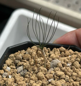 Drimia multifolia 10 Pieces Seeds