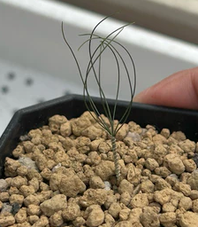 Drimia multifolia 10 Pieces Seeds