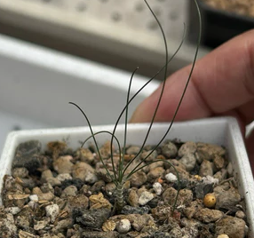 Drimia multifolia 10 Pieces Seeds