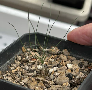 Drimia multifolia 10 Pieces Seeds