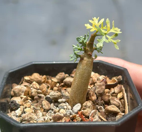 Commiphora cervifolia PLANT