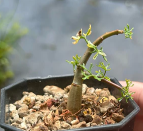 Commiphora cervifolia PLANT