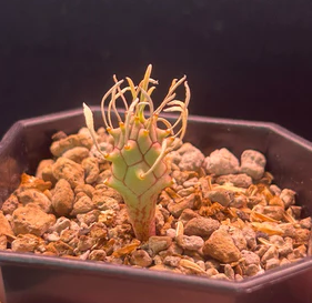 Euphorbia braunsii 10 Pieces Seeds