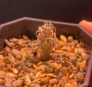 Euphorbia braunsii 10 Pieces Seeds